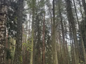 Prodej podílu lesa, Hromnice, 7956 m2