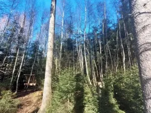 Prodej lesa, Čáslavsko, 2306 m2