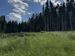 Prodej podílu lesa, Kramolín, 1401 m2