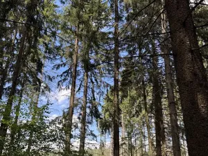 Prodej podílu lesa, Kramolín, 1401 m2
