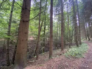 Prodej louky, Strážná, 2049 m2