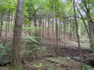 Prodej louky, Strážná, 2049 m2