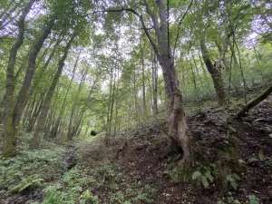 Prodej lesa, Strážná, 589 m2