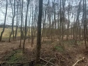 Prodej lesa, Dolní Hořice, 2471 m2