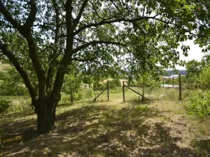 Prodej sadu/vinice, Bzenec, 2460 m2