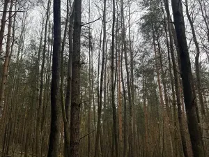 Prodej podílu lesa, Koloveč, 11497 m2