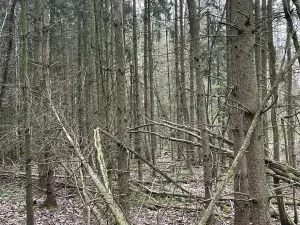 Prodej lesa, Hradiště, 3845 m2