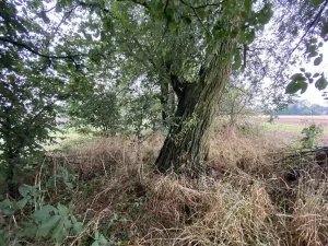 Prodej pozemku, Holasovice, 173 m2