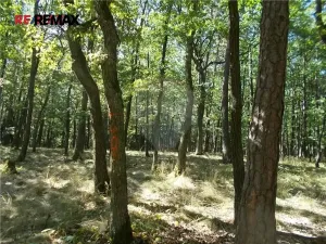 Prodej podílu lesa, Vážany, 38449 m2