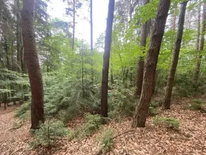 Prodej lesa, Popovice, 3093 m2