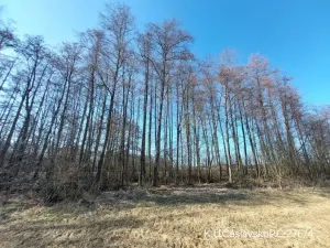 Prodej lesa, Čáslavsko, 2939 m2