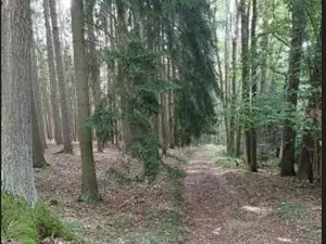 Prodej lesa, Červená Řečice, 1375 m2