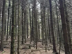 Prodej podílu lesa, Proseč pod Ještědem, 3598 m2