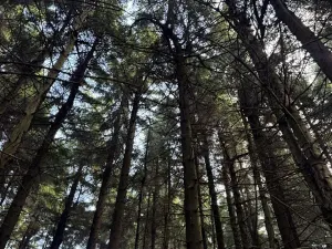 Prodej podílu lesa, Proseč pod Ještědem, 3598 m2