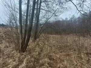 Prodej lesa, Dolní Hořice, 4440 m2