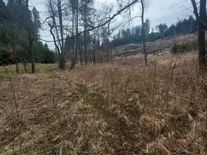 Prodej lesa, Dolní Hořice, 4440 m2