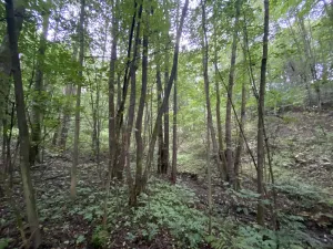 Prodej lesa, Strážná, 615 m2