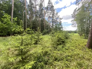 Prodej lesa, Slabčice - Nemějice, 1004 m2