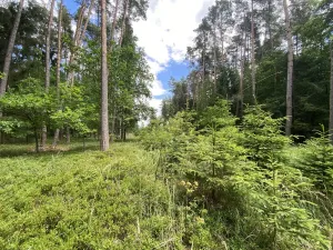 Prodej lesa, Slabčice - Nemějice, 1004 m2