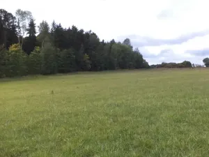 Dražba louky, Tachov, 5912 m2