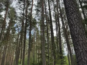 Prodej lesa, Velké Opatovice, 63108 m2