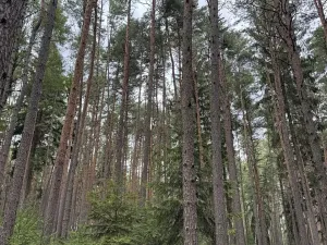 Prodej lesa, Velké Opatovice, 63108 m2