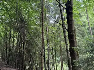 Prodej lesa, Jedlí, 10342 m2