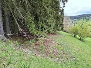 Prodej lesa, Bečov nad Teplou, 11646 m2