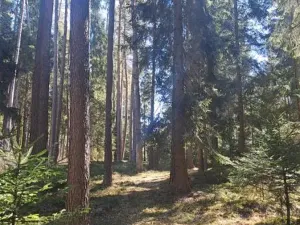 Prodej lesa, Strmilov, 2392 m2