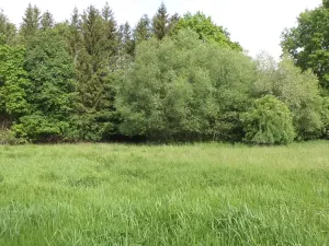 Dražba louky, Pluhův Žďár, 1175 m2