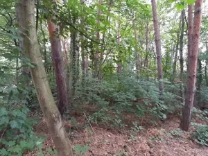 Prodej lesa, Mostkovice, 576 m2