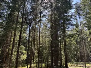 Prodej lesa, Novosedly nad Nežárkou, 67560 m2