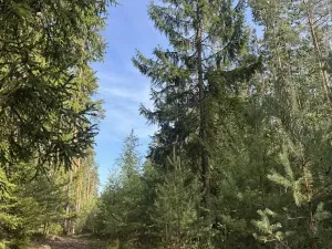 Prodej lesa, Novosedly nad Nežárkou, 67560 m2