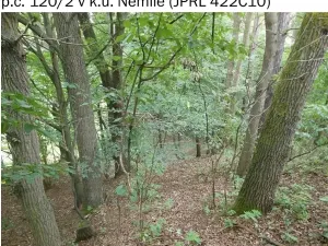 Prodej lesa, Nemile, 323 m2