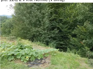 Prodej lesa, Nemile, 323 m2