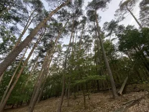 Prodej lesa, Ostřetín - Vysoká u Holic, 11957 m2