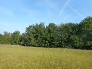Prodej lesa, Meziříčko, 4066 m2
