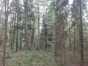 Prodej podílu lesa, Bohuslavice, 11442 m2