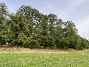 Prodej lesa, Ostřetín - Vysoká u Holic, 11957 m2