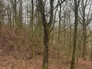 Prodej lesa, Ústí nad Labem, 9837 m2