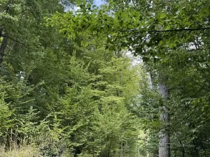 Prodej podílu lesa, Dolní Studénky, 11507 m2