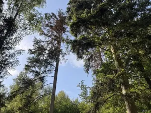 Prodej podílu lesa, Dolní Studénky, 11507 m2