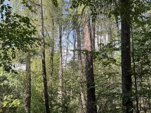 Prodej podílu lesa, Dolní Studénky, 11507 m2
