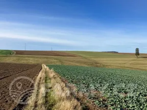 Prodej pole, Nížkov, 325979 m2