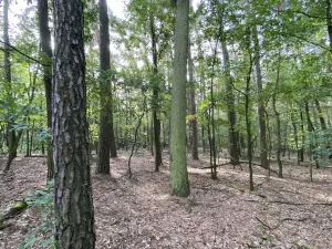 Prodej lesa, Ostřetín - Vysoká u Holic, 5528 m2