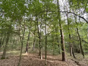 Prodej lesa, Ostřetín - Vysoká u Holic, 5528 m2