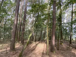 Prodej lesa, Ostřetín - Vysoká u Holic, 5528 m2