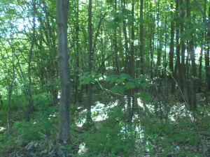 Dražba pozemku, Staré Křečany, 1188 m2