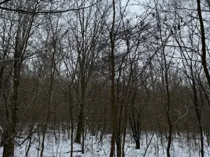 Prodej lesa, Kralupy nad Vltavou, 3462 m2