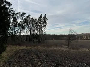 Prodej lesa, Klatovy, 7379 m2